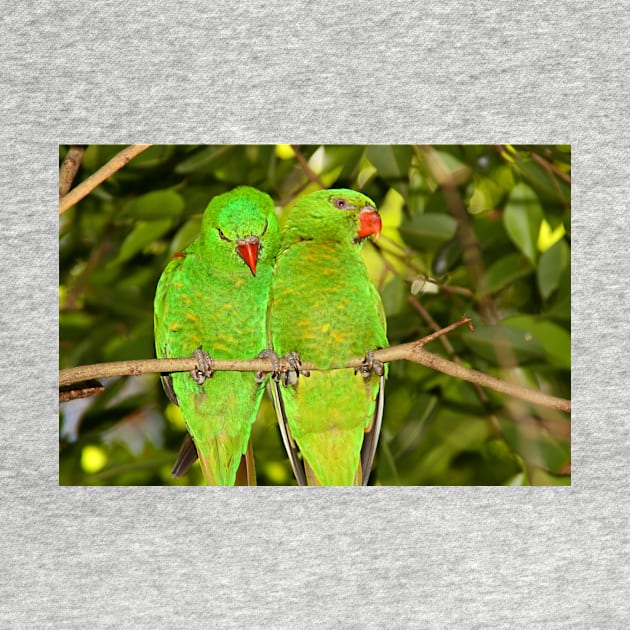 Scaly-breasted Lorikeets by Carole-Anne